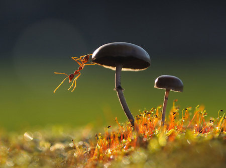 Mushrooms and Ants